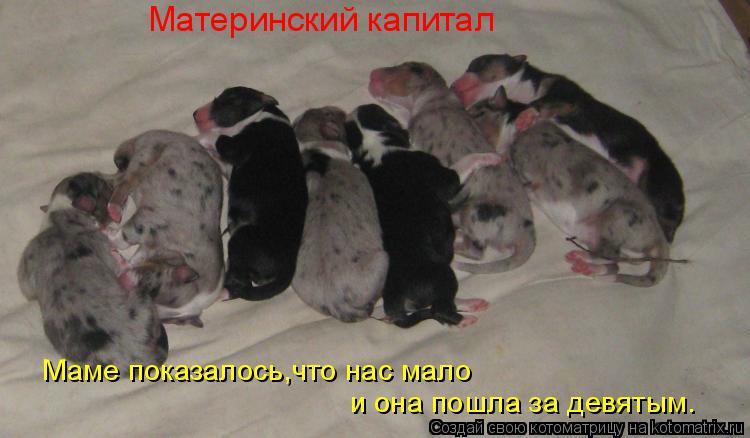 Материнский капитал Маме показалось,что нас мало и она пошла за девятым.... Котоматрица: Материнский капитал Маме показалось,что нас мало и она пошла за девятым.