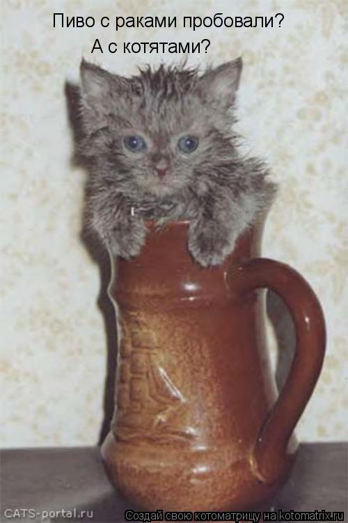 Пиво с раками пробовали? А с котятами?... Котоматрица: Пиво с раками пробовали? А с котятами?