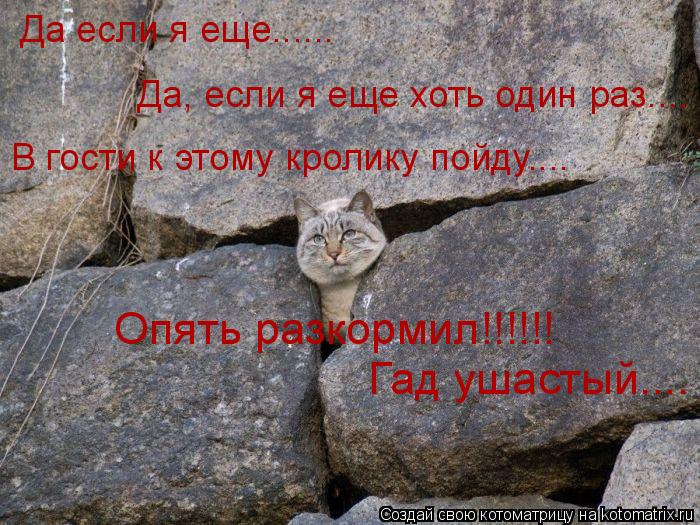Да если я еще...... Да, если я еще хоть один раз.... В гости к этому кролику пойду.... Опять разкорми... Котоматрица: Да если я еще...... Да, если я еще хоть один раз.... В гости к этому кролику пойду.... Опять разкормил!!!!!! Гад ушастый....