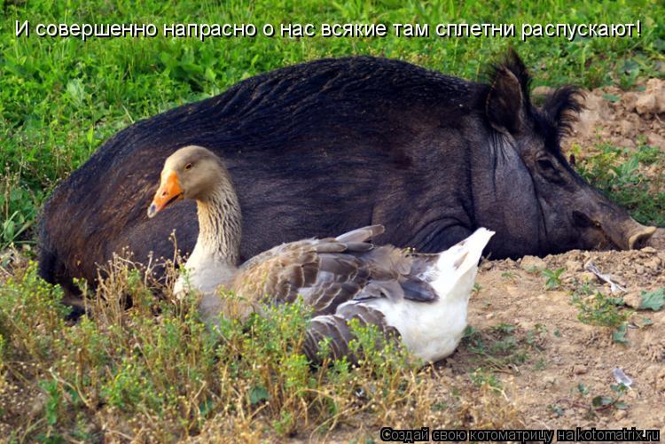 И совершенно напрасно о нас всякие там сплетни распускают!... Котоматрица: И совершенно напрасно о нас всякие там сплетни распускают!