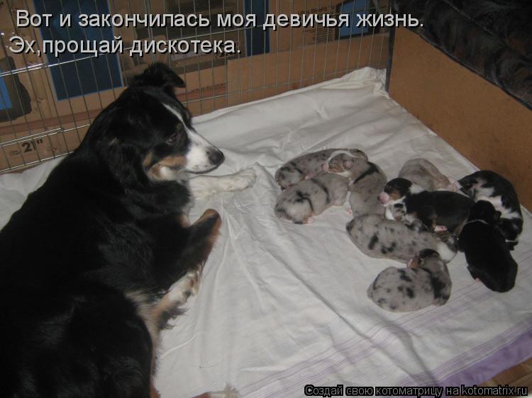 Вот и закончилась моя девичья жизнь. Эх,прощай дискотека. Вот и закончилась моя девичья жизнь.... Котоматрица: Вот и закончилась моя девичья жизнь. Эх,прощай дискотека. Вот и закончилась моя девичья жизнь.
