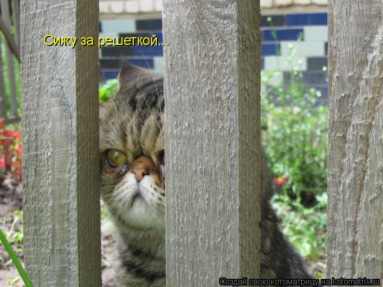 Сижу за решеткой...... Котоматрица: Сижу за решеткой...