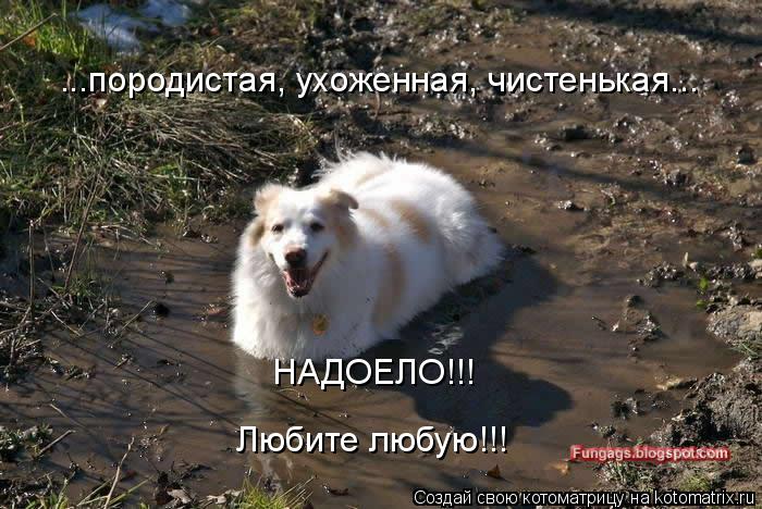 ...породистая, ухоженная, чистенькая... НАДОЕЛО!!! Любите любую!!!... Котоматрица: ...породистая, ухоженная, чистенькая... НАДОЕЛО!!! Любите любую!!!