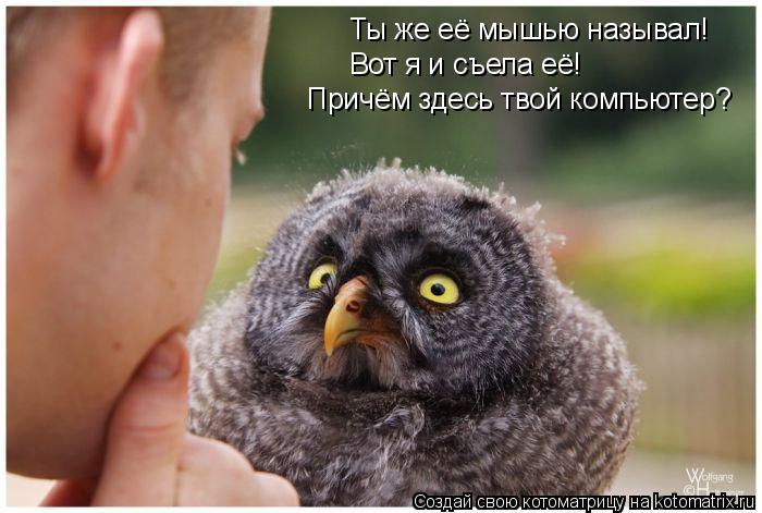 Ты же её мышью называл! Вот я и съела её! Причём здесь твой компьютер?... Котоматрица: Ты же её мышью называл! Вот я и съела её! Причём здесь твой компьютер?