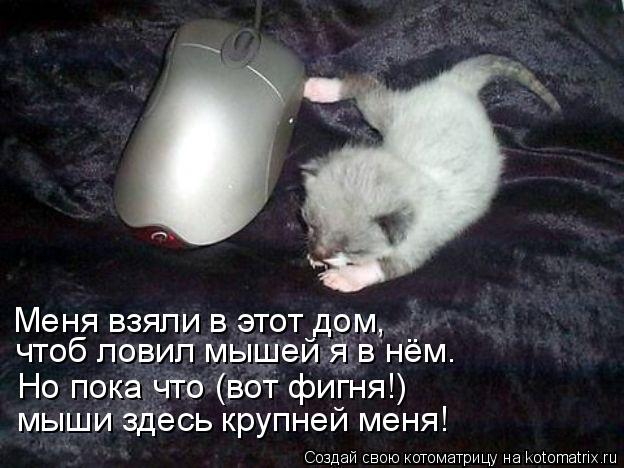 чтоб ловил мышей я в нём. Но пока что (вот фигня!) мыши здесь крупней меня! Меня взяли в этот дом,... Котоматрица: чтоб ловил мышей я в нём. Но пока что (вот фигня!) мыши здесь крупней меня! Меня взяли в этот дом,