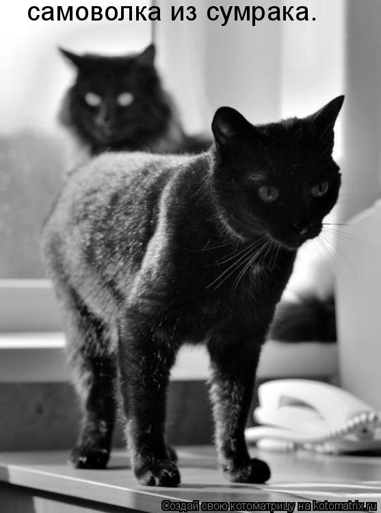 самоволка из сумрака.... Котоматрица: самоволка из сумрака.