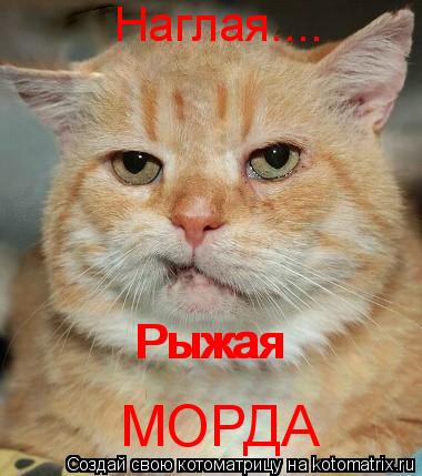 Наглая.... Рыжая Рыжая МОРДА... Котоматрица: Наглая.... Рыжая Рыжая МОРДА