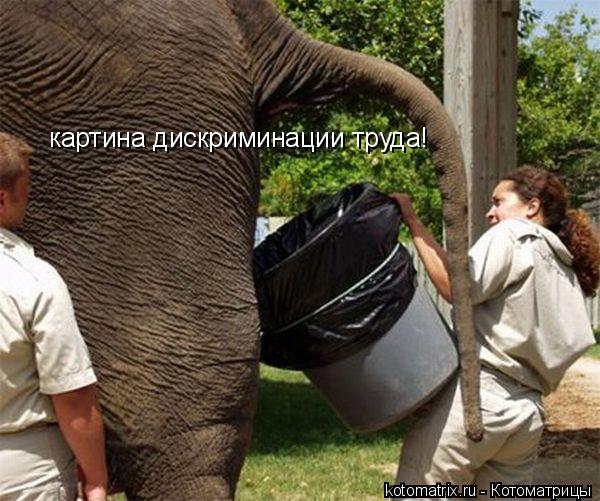 картина дискриминации труда!... Котоматрица: картина дискриминации труда!
