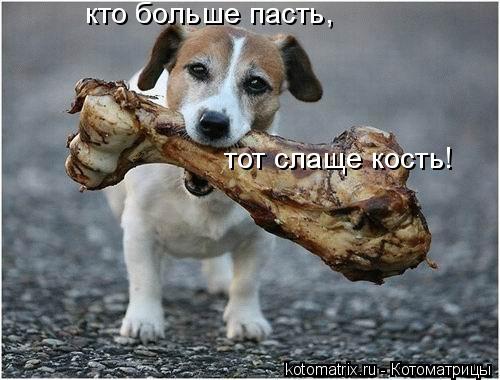 кто больше пасть, тот слаще кость!... Котоматрица: кто больше пасть, тот слаще кость!