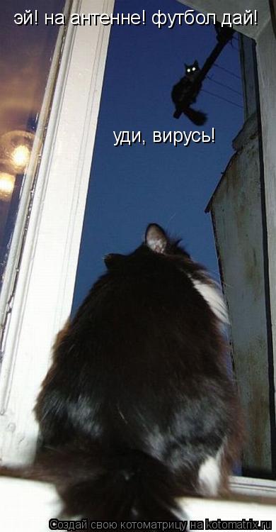 эй! на антенне! футбол дай! уди, вирусь!... Котоматрица: эй! на антенне! футбол дай! уди, вирусь!