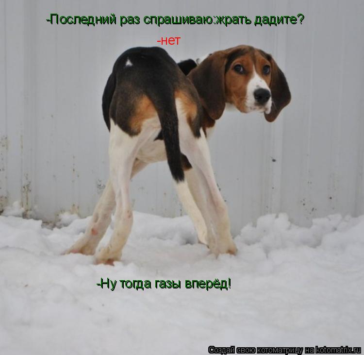 -Последний раз спрашиваю:жрать дадите? -нет -Ну тогда газы вперёд!... Котоматрица: -Последний раз спрашиваю:жрать дадите? -нет -Ну тогда газы вперёд!