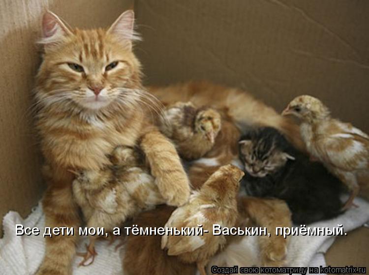 Все дети мои, а тёмненький- Васькин, приёмный.... Котоматрица: Все дети мои, а тёмненький- Васькин, приёмный.