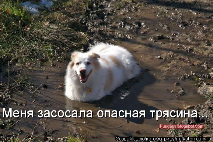 Меня засосала опасная трясина...... Котоматрица: Меня засосала опасная трясина...