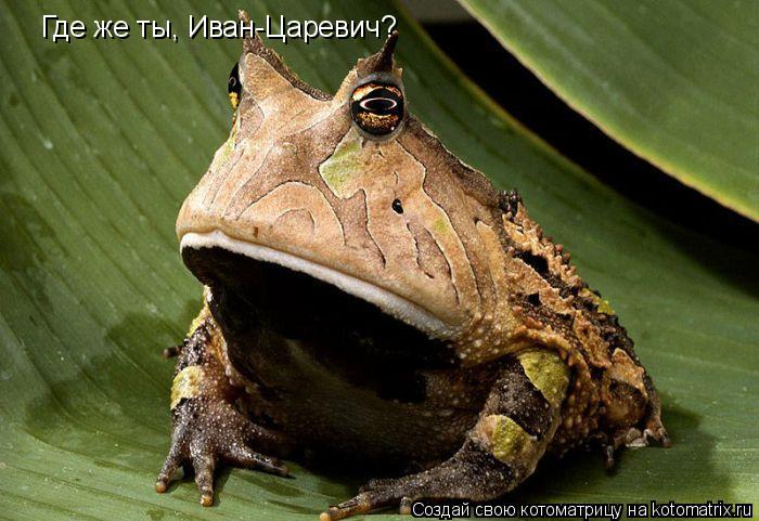 Где же ты, Иван-Царевич?... Котоматрица: Где же ты, Иван-Царевич?