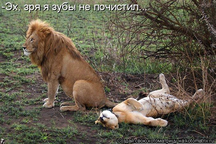 -Эх, зря я зубы не почистил...... Котоматрица: -Эх, зря я зубы не почистил...