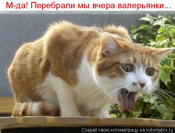 М-да! Перебрали мы вчера валерьянки...... Котоматрица: М-да! Перебрали мы вчера валерьянки...