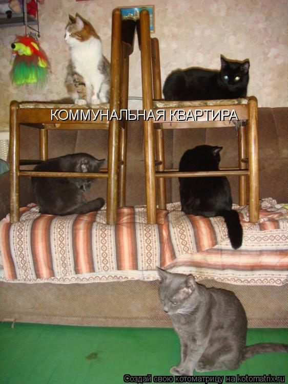 КОММУНАЛЬНАЯ КВАРТИРА... Котоматрица: КОММУНАЛЬНАЯ КВАРТИРА