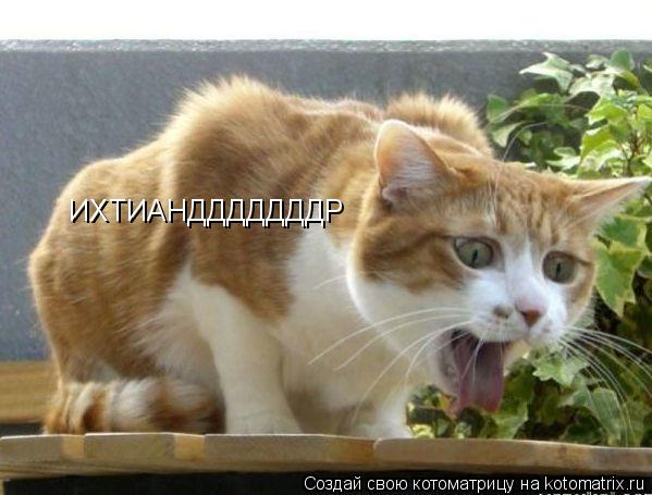 ИХТИАНДДДДДДДР... Котоматрица: ИХТИАНДДДДДДДР
