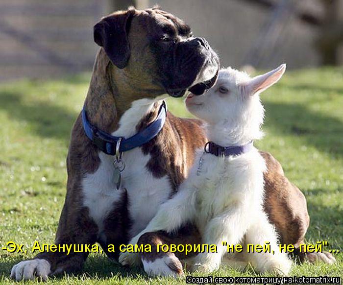 -Эх, Аленушка, а сама говорила "не пей, не пей"...... Котоматрица: -Эх, Аленушка, а сама говорила "не пей, не пей"...