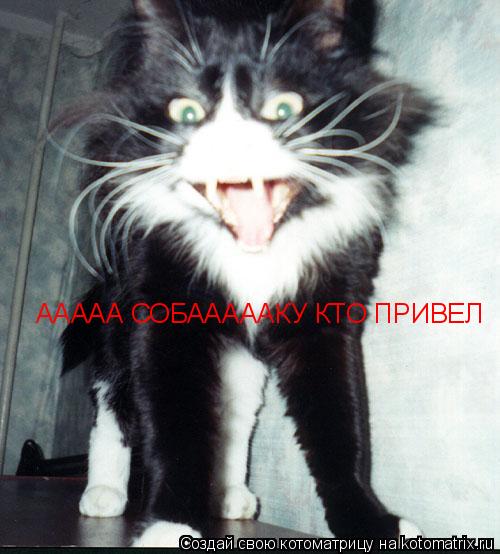 ААААААААААААА СОБААААААААКУ КТО ПРИВЕЛ ААААА СОБАААААКУ КТО ПРИВЕЛ... Котоматрица: ААААААААААААА СОБААААААААКУ КТО ПРИВЕЛ ААААА СОБАААААКУ КТО ПРИВЕЛ