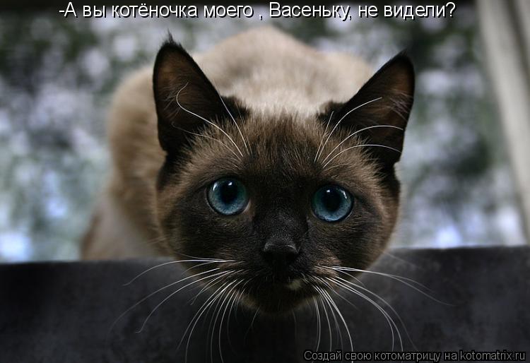 Котоматрица: -А вы котёночка моего , Васеньку, не видели?