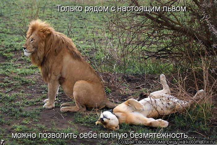 Котоматрица: Только рядом с настоящим львом можно позволить себе полную безмятежность....