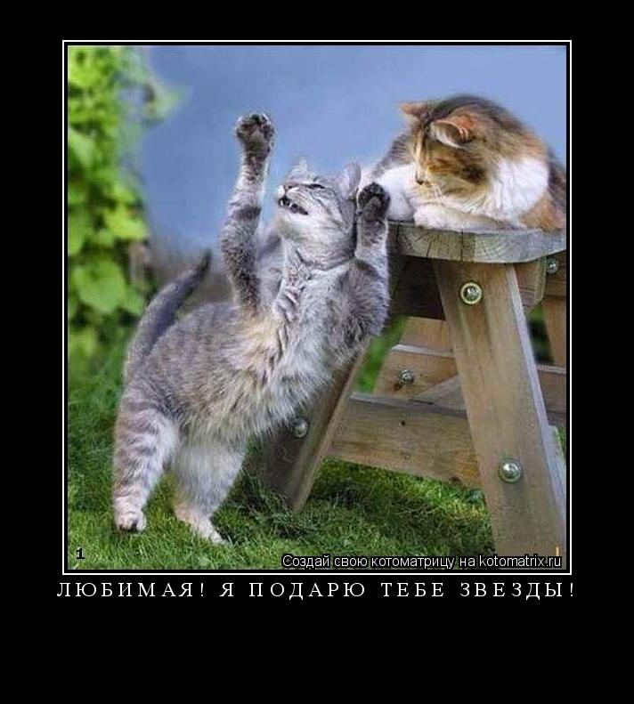 Любимая! Я подарю тебе звёзды! ... Котоматрица: Любимая! Я подарю тебе звёзды!