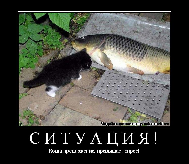 Котоматрица: Ситуация! Когда предложение, превышает спрос!