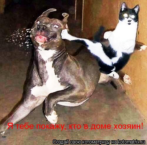 Я тебе покажу, кто в доме хозяин!... Котоматрица: Я тебе покажу, кто в доме хозяин!