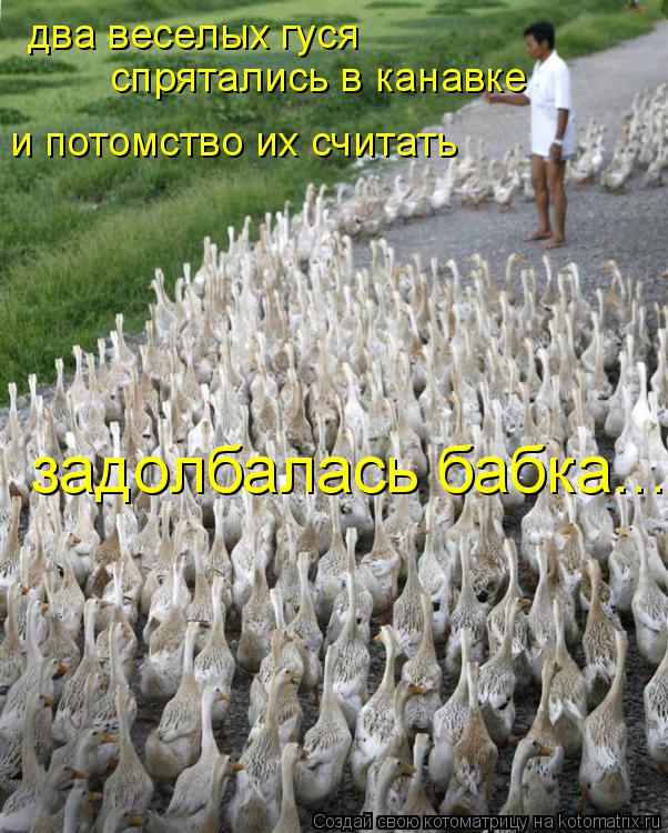 два веселых гуся спрятались в канавке и потомство их считать задолбалась бабка...... Котоматрица: два веселых гуся спрятались в канавке и потомство их считать задолбалась бабка...