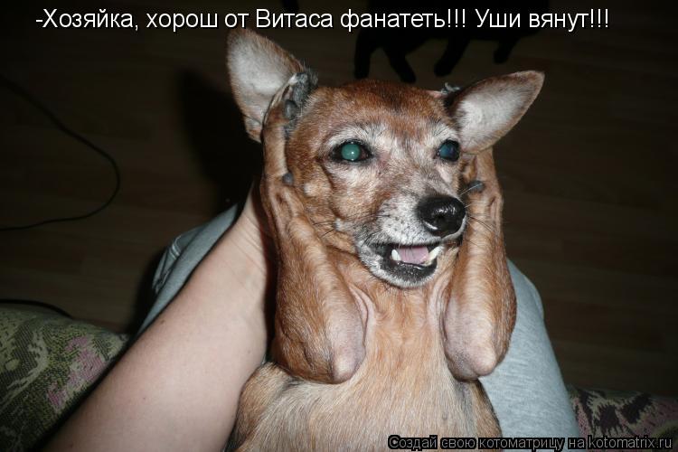 -Хозяйка, хорош от Витаса фанатеть!!! Уши вянут!!!... Котоматрица: -Хозяйка, хорош от Витаса фанатеть!!! Уши вянут!!!