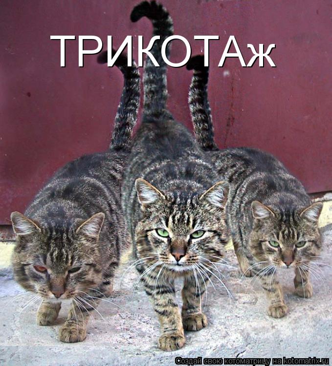 ТРИКОТАж... Котоматрица: ТРИКОТАж