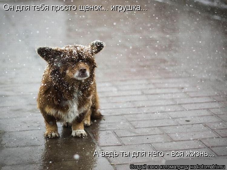 Он для тебя просто щенок... игрушка... А ведь ты для него - вся жизнь...... Котоматрица: Он для тебя просто щенок... игрушка... А ведь ты для него - вся жизнь...