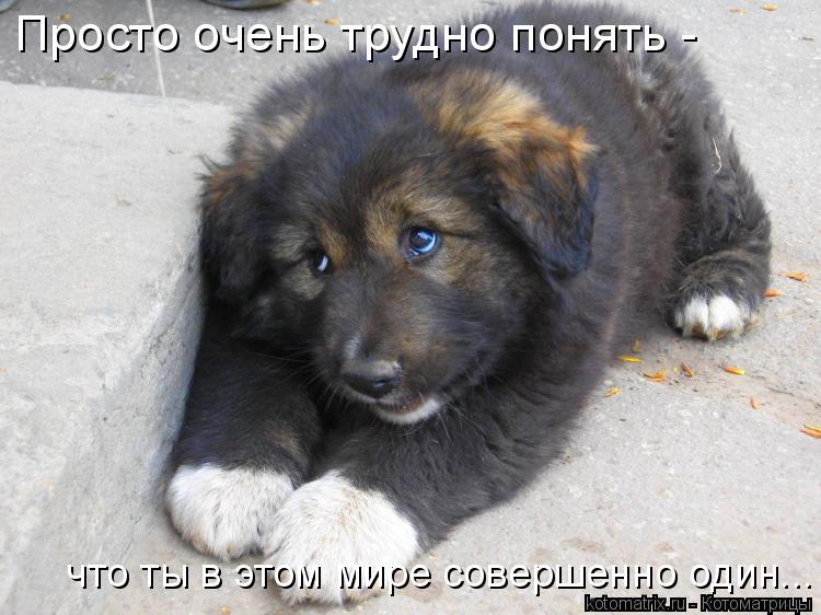 Просто очень трудно понять - что ты в этом мире совершенно один...... Котоматрица: Просто очень трудно понять - что ты в этом мире совершенно один...