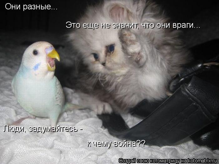 Они разные... Это еще не значит, что они враги... Люди, задумайтесь - к чему война??... Котоматрица: Они разные... Это еще не значит, что они враги... Люди, задумайтесь - к чему война??