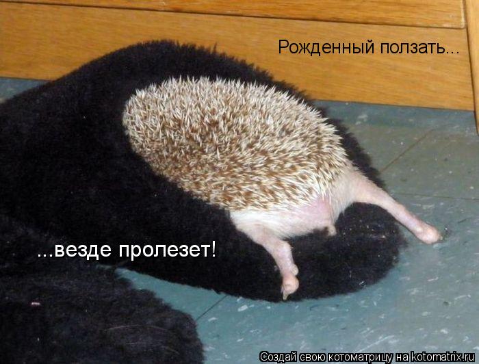 Рожденный ползать... ...везде пролезет!... Котоматрица: Рожденный ползать... ...везде пролезет!