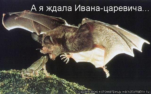 А я ждала Ивана-царевича...... Котоматрица: А я ждала Ивана-царевича...