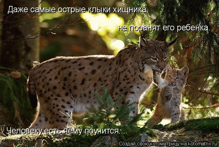 Даже самые острые клыки хищника, не поранят его ребенка. Человеку есть чему поучится....... Котоматрица: Даже самые острые клыки хищника, не поранят его ребенка. Человеку есть чему поучится....