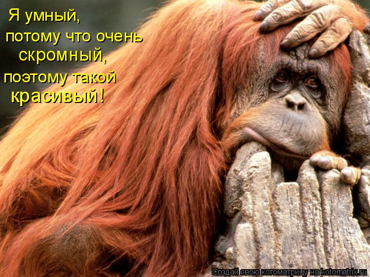 Я умный, потому что очень скромный, поэтому такой красивый!... Котоматрица: Я умный, потому что очень скромный, поэтому такой красивый!
