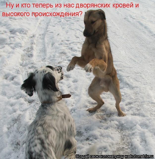 Ну и кто теперь из нас дворянских кровей и высокого происхождения?... Котоматрица: Ну и кто теперь из нас дворянских кровей и высокого происхождения?