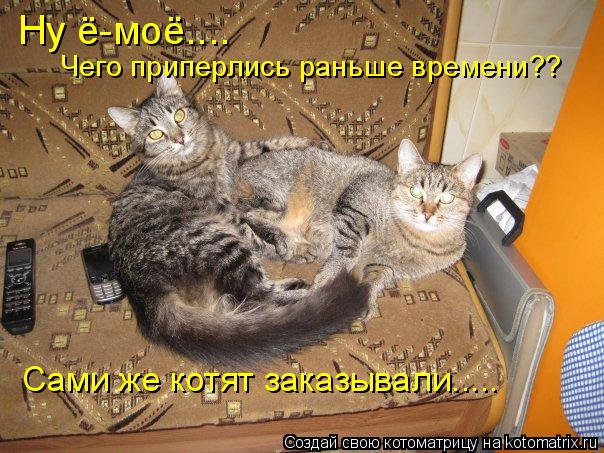 Ну ё-моё.... Чего приперлись раньше времени?? Сами же котят заказывали........ Котоматрица: Ну ё-моё.... Чего приперлись раньше времени?? Сами же котят заказывали.....