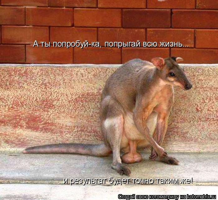 А ты попробуй-ка, попрыгай всю жизнь... и результат будет точно таким же!... Котоматрица: А ты попробуй-ка, попрыгай всю жизнь... и результат будет точно таким же!