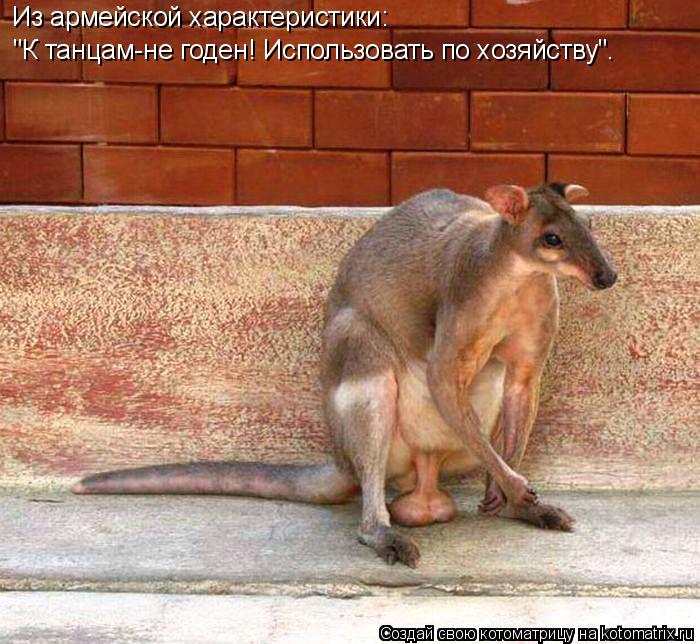 "К танцам-не годен! Использовать по хозяйству". Из армейской характеристики:... Котоматрица: "К танцам-не годен! Использовать по хозяйству". Из армейской характеристики: