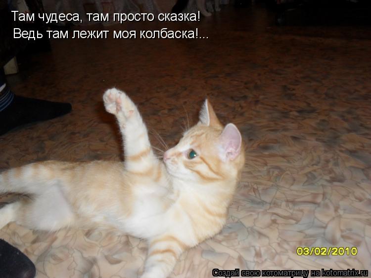 Там чудеса, там просто сказка! Ведь там лежит моя колбаска!...... Котоматрица: Там чудеса, там просто сказка! Ведь там лежит моя колбаска!...
