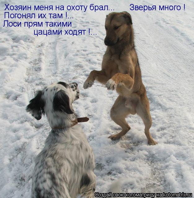Лоси прям такими цацами ходят !... Хозяин меня на охоту брал... Зверья много ! Погонял их там !...... Котоматрица: Лоси прям такими цацами ходят !... Хозяин меня на охоту брал... Зверья много ! Погонял их там !...