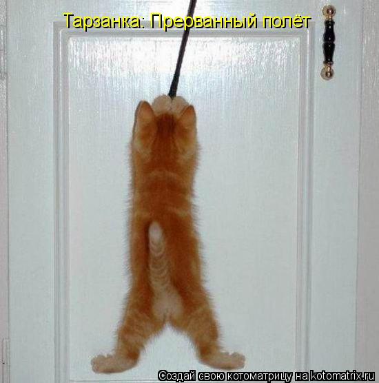 Тарзанка: Прерванный полёт... Котоматрица: Тарзанка: Прерванный полёт