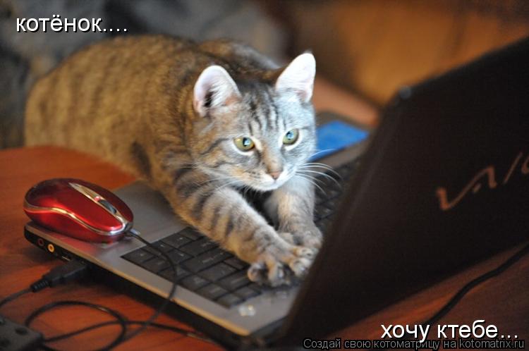 котёнок.... хочу ктебе...... Котоматрица: котёнок.... хочу ктебе...