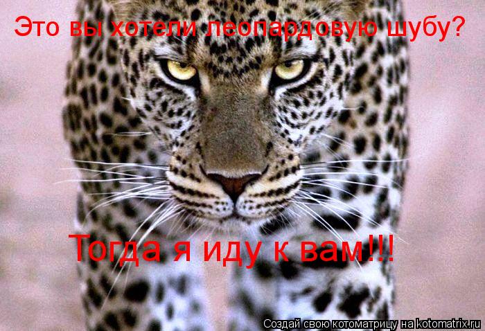 Тогда я иду к вам!!! Это вы хотели леопардовую шубу?... Котоматрица: Тогда я иду к вам!!! Это вы хотели леопардовую шубу?