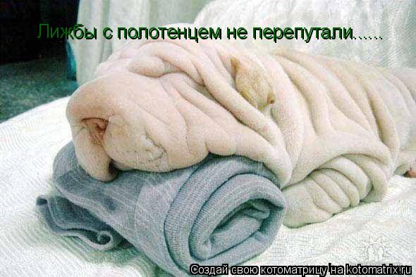 Лижбы с полотенцем не перепутали......... Котоматрица: Лижбы с полотенцем не перепутали......
