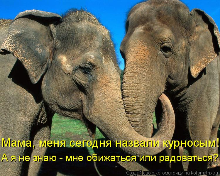 Мама, меня сегодня назвали курносым! А я не знаю - мне обижаться или радоваться?... Котоматрица: Мама, меня сегодня назвали курносым! А я не знаю - мне обижаться или радоваться?